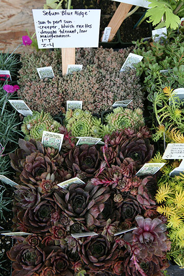 farmers_market-3897