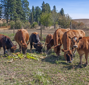 cows_MG_1430