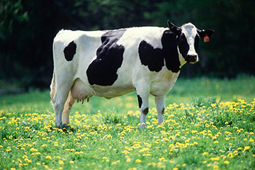 gift_gab-cows_rescue6