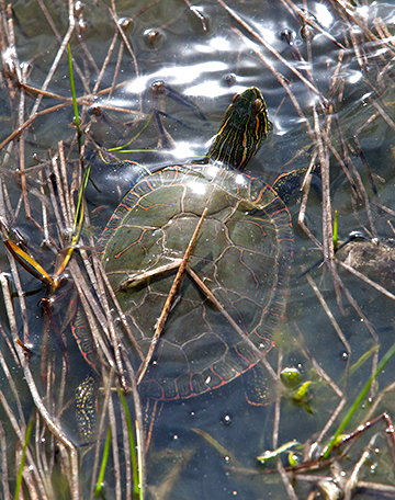 gift_gab-turtle-1096