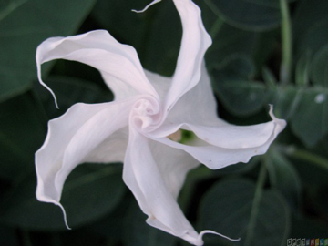 gratitude-moonflower-furled