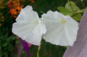 gratitude-moonflower-ipomoea_tricolor46978264