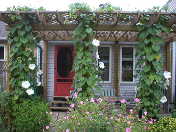 gratitude-moonflowers_on_porch