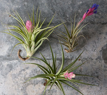 growing_jane_airplants-4660