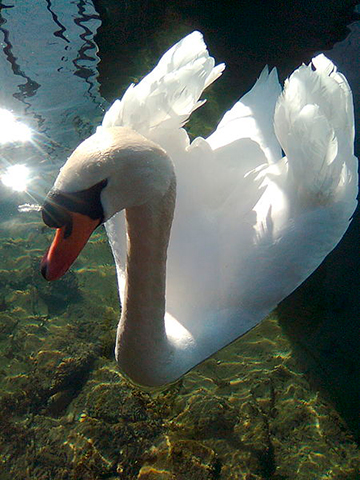 gleaming_frippery2