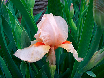 gleaming_frippery3
