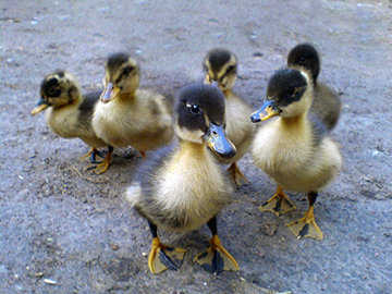 glitterati_literati-ducklings2