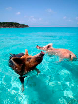 glitterati_literati-pig_island4