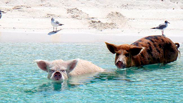 glitterati_literati-pig_island5