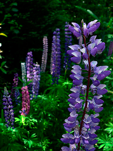 gift_gab-love_lupines1