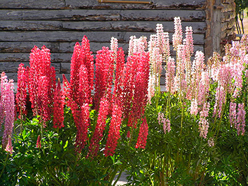 gift_gab-love_lupines5
