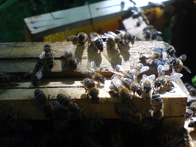 800px-Serbian_bees