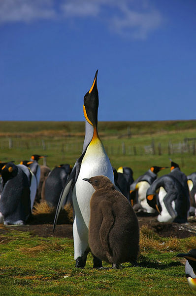 398px-Falkland_Islands_Penguins_48