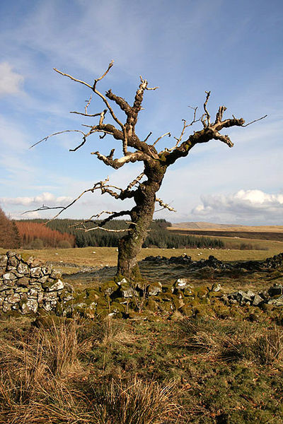 400px-A_dead_elm_tree_on_Skelston_Moor_-_geograph_org_uk_-_1725919