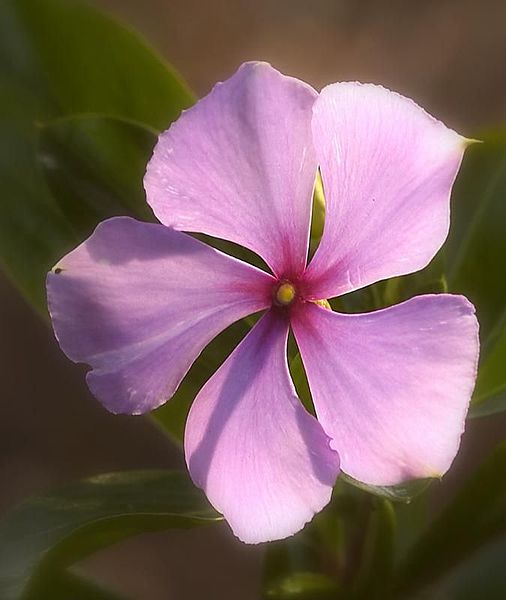 506px-Rosy_periwinkle