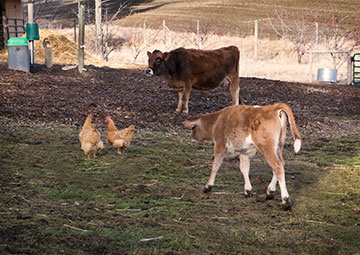 chasin_chickens-3093