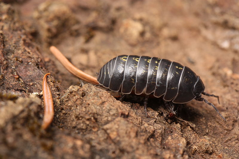 800px-Armadillidium_vulgare_2418