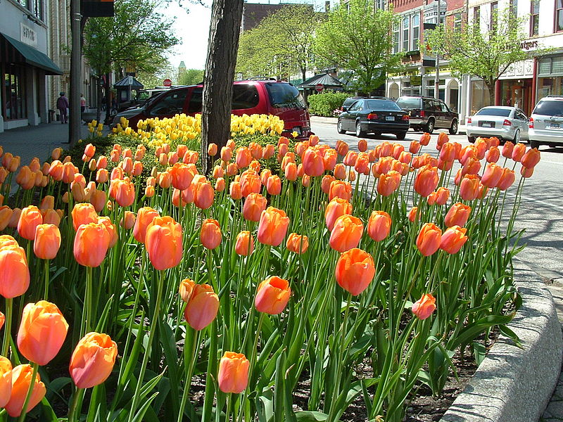 800px-Holland_MI_Tulips_02