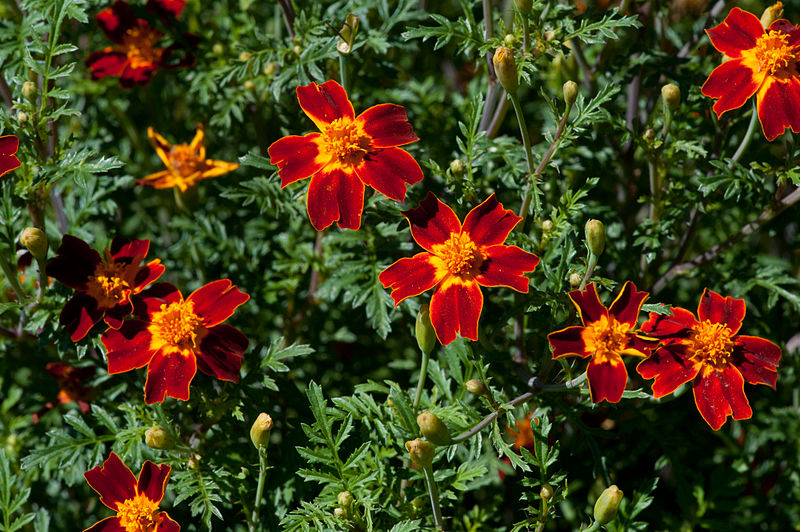 800px-Marigolds_(7640719688)