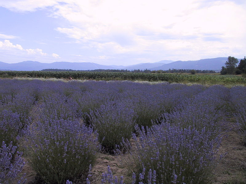 800px-Sequim_WA_Lavender_Farm