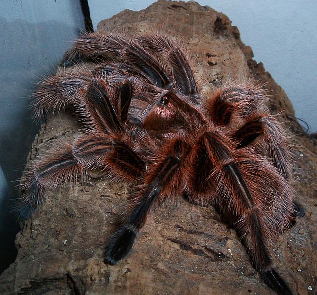 644px-Grammostola_rosea_adult_weiblich