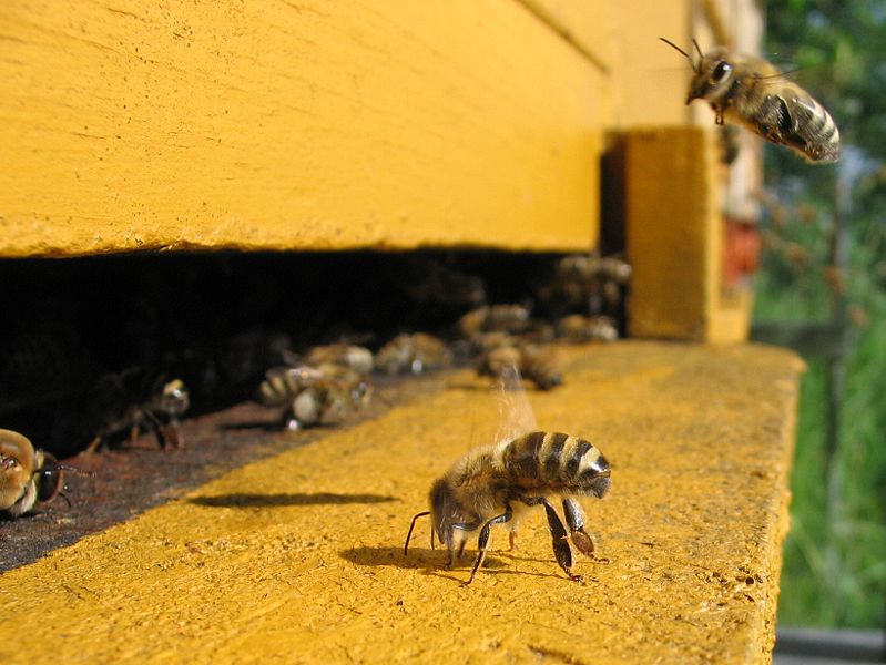 799px-Honeybee-cooling_cropped