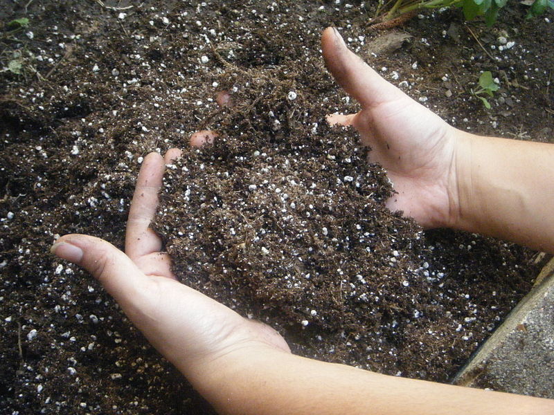 800px-HandsInSoil