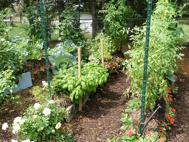 800px-Vegetables_and_Flowers_growing_in_Straw_Bale_Garden