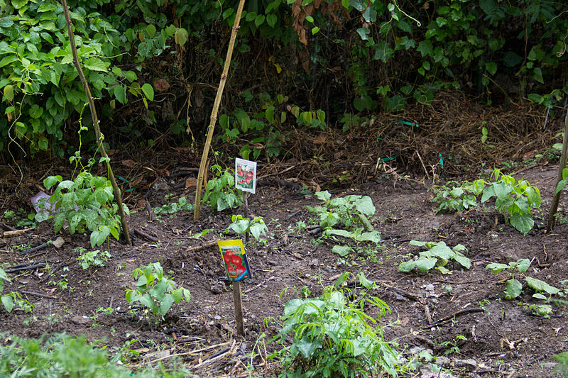 Vegetable_Garden_(8685908417)