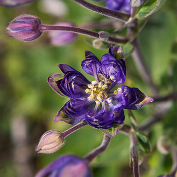 columbine_2099