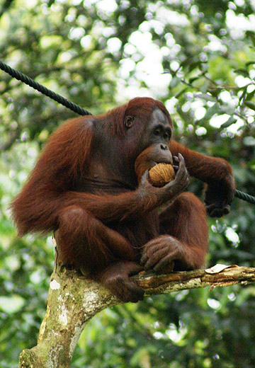 Orang, Malaysia
