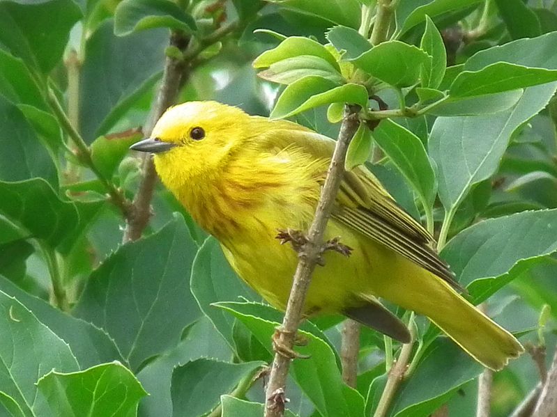 799px-Yellow_warbler