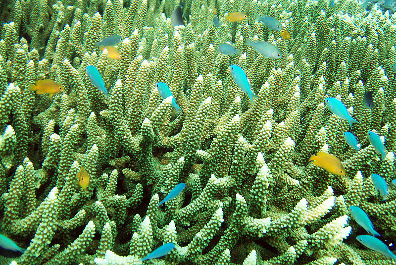 800px-Raja_Ampat_1