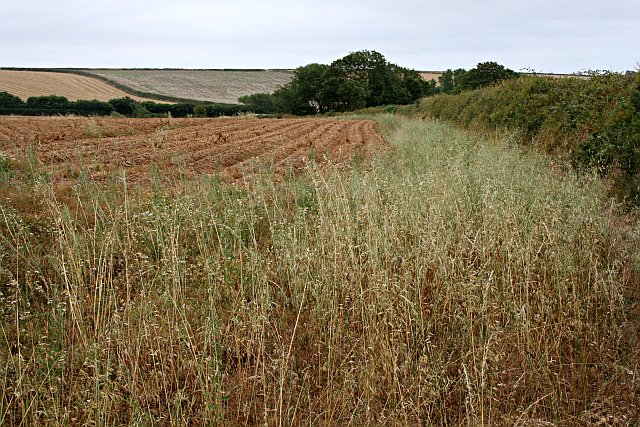 Cropland_-_geograph.org.uk_-_213877