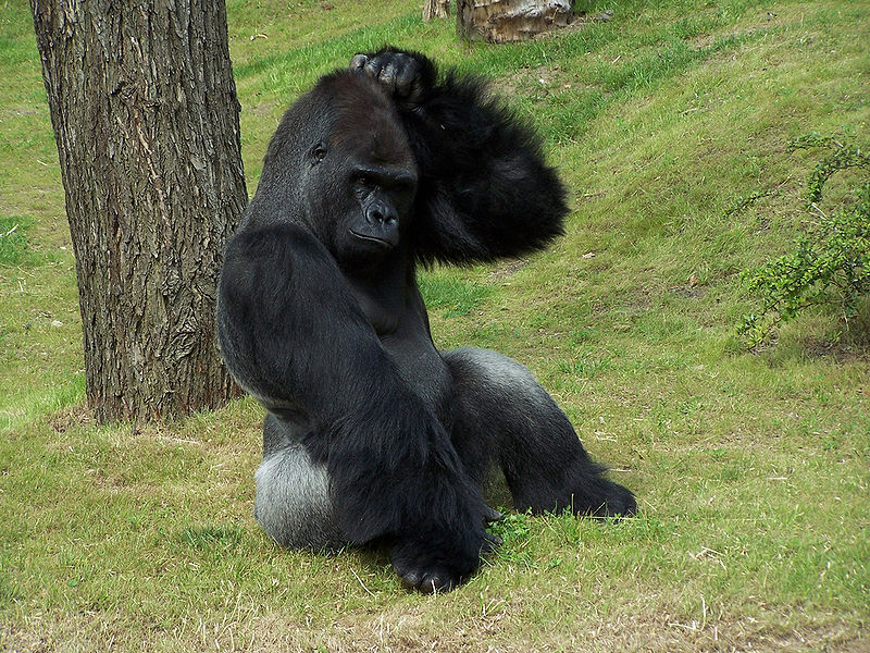 Gorilla Scratching Head