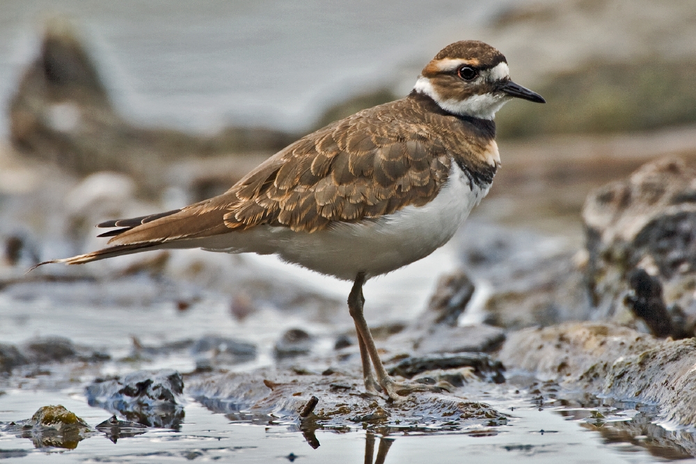 Killdeer, Albert Head Lagoon, Metchosin, Near Victoria, British Columbia