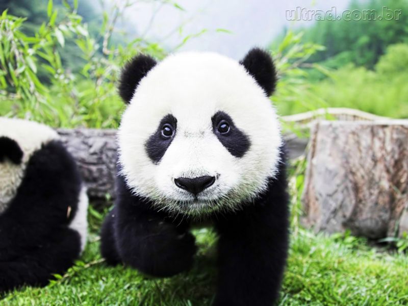 Panda_245254