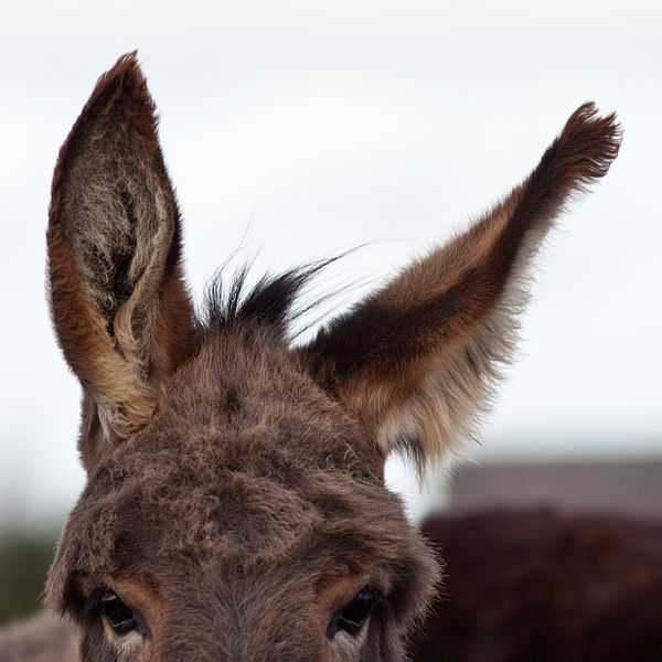 600px-Donkey's_ear