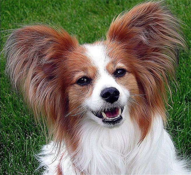 655px-Papillon_Ears