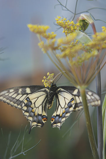 butterfly