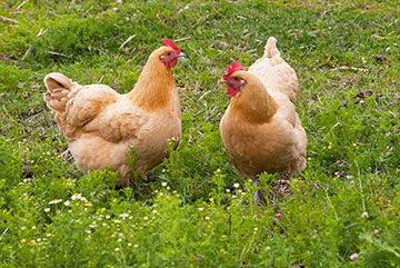 chickens_4802