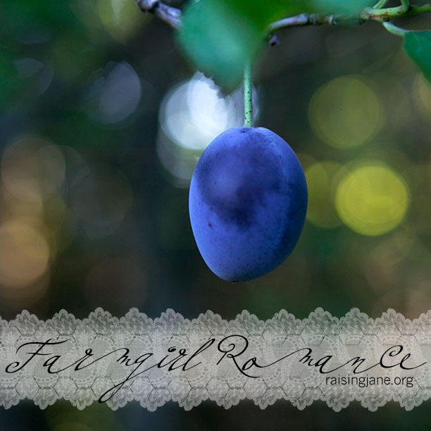 photo-of-the-day_plum