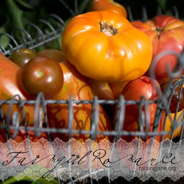 photo-of-the-day_tomato