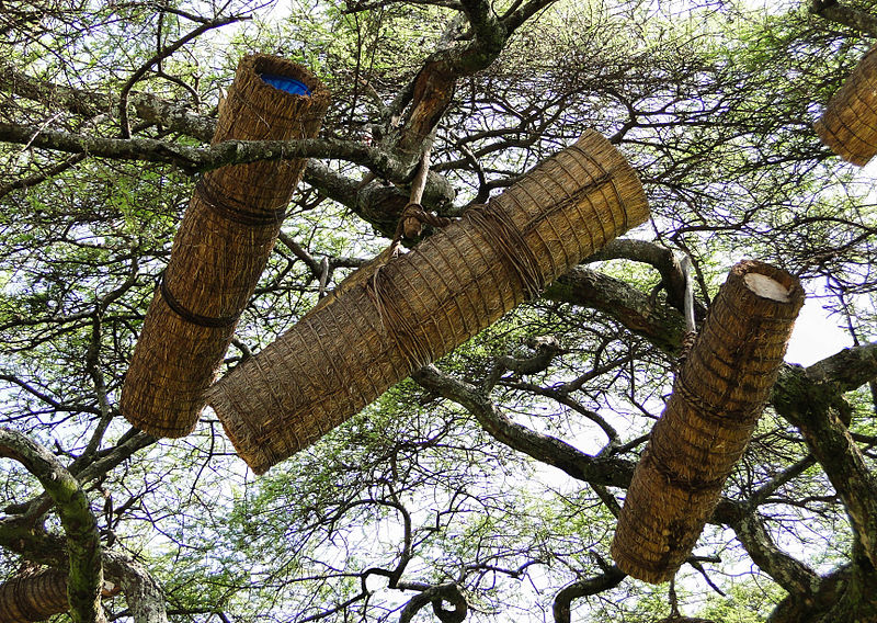 Beehives_in_Ethiopia