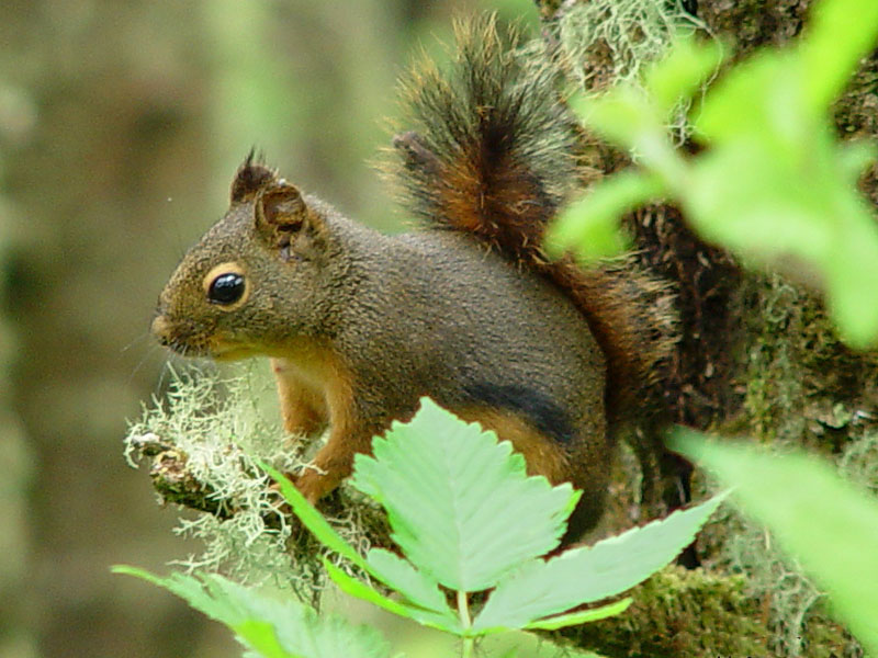 Tamiasciurus_douglasii_000