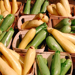 USDA_summer_squash