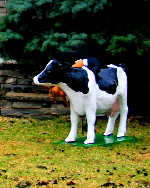 480px-Cow3on_front_lawn