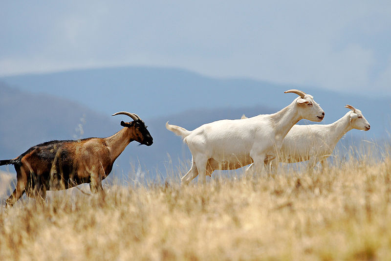 800px-Goats_climbing_hill