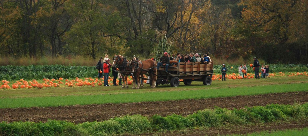 Cedar-Circle-Farm-Horse-drawn-rides-to-pumkin-patch-by-Karen-Neuman4-1024x454