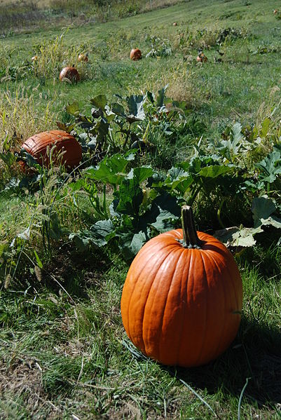 SK_Fall_Pumpkin_Patch_(5137268820)